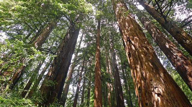 muir-woods-2
